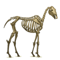 riding horse skeleton