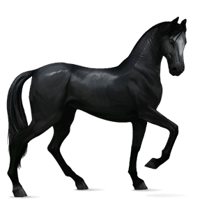 riding horse akhal-teke dark bay