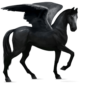 riding pegasus marwari black
