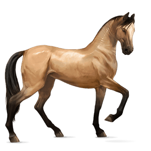riding horse mustang dun