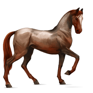 riding horse holsteiner chestnut