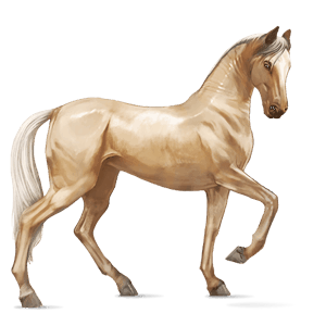 pony australian pony dapple grey