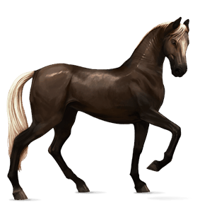 riding horse curly liver chestnut tobiano