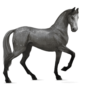 pony welsh mouse grey