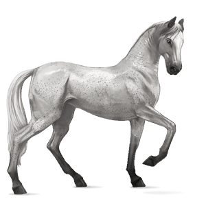 riding horse purebred spanish horse light grey