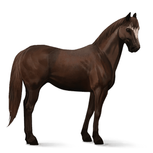 riding horse purebred spanish horse liver chestnut