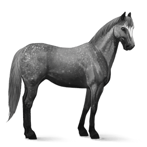 riding horse paint horse dapple grey tobiano
