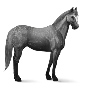 riding horse irish hunter dapple grey