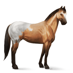 riding horse mustang roan