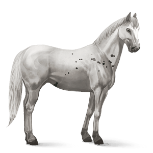 riding horse arabian horse light grey