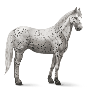 riding horse mustang dun spotted blanket
