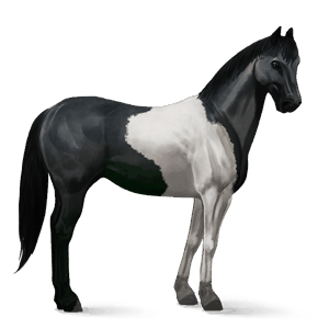 riding horse paint horse black tovero