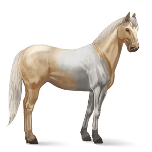 riding horse paint horse liver chestnut overo