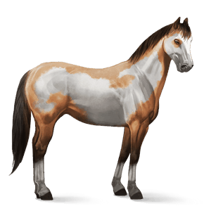 riding horse paint horse dun overo