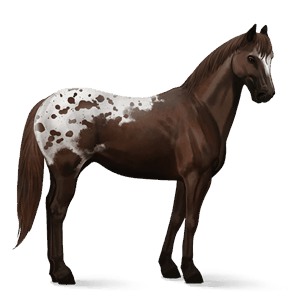riding horse kwpn bay