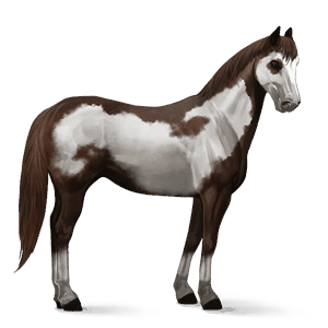 riding horse brumby liver chestnut