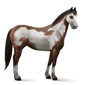 riding horse paint horse dark bay overo