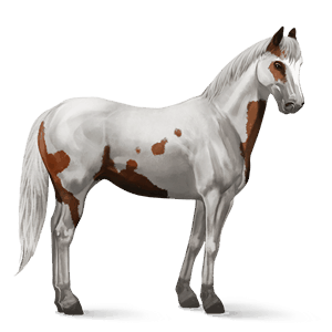 riding horse paint horse chestnut tovero 