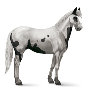 riding horse arabian horse dapple grey