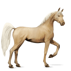 riding horse arabian horse liver chestnut