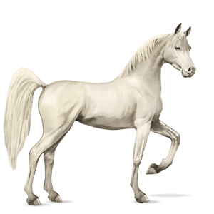 riding horse shagya arabian light grey