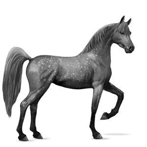 riding horse brumby palomino
