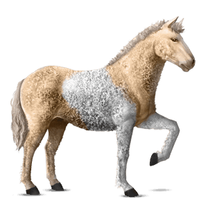 riding horse knabstrupper dapple grey