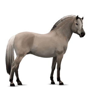 pony australian pony light grey