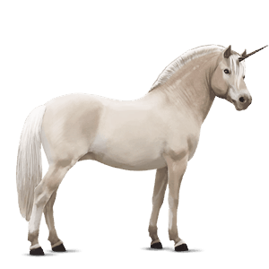 unicorn pony fjord ulsblakk