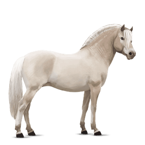 pony welsh dun