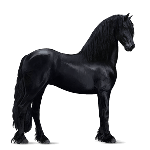 riding horse friesian black