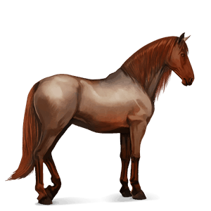 riding horse kwpn chestnut