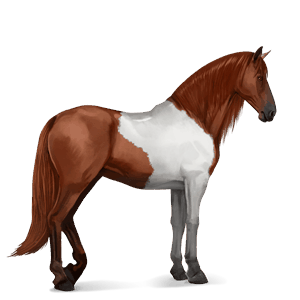 riding horse chestnut tobiano