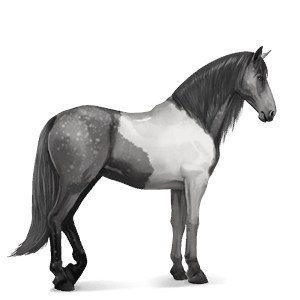 riding horse mangalarga marchador dapple grey tobiano
