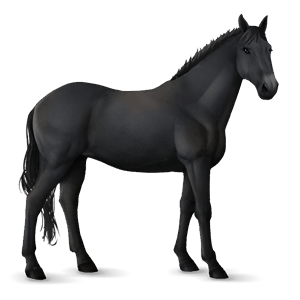 riding horse mustang black