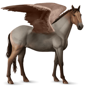riding pegasus brumby roan