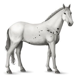 riding horse friesian black