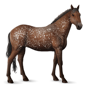 riding horse argentinean criollo liver chestnut