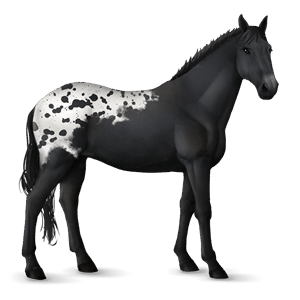 riding horse mustang roan