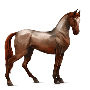 riding horse shagya arabian light grey