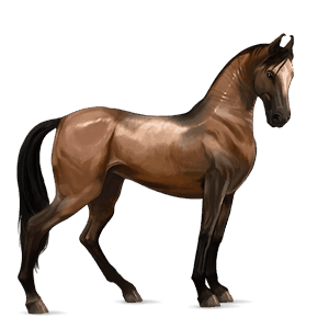 riding horse arabian horse liver chestnut