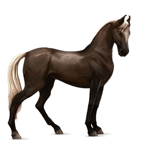 riding horse appaloosa chestnut spotted blanket 