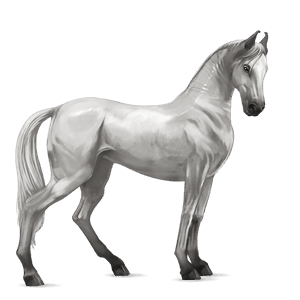 riding horse marwari light grey