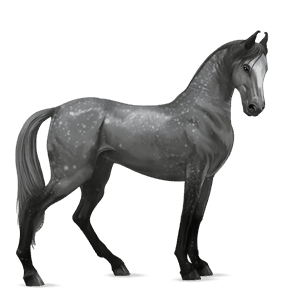 riding horse arabian horse strawberry roan