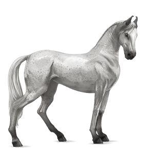 riding horse barb fleabitten grey