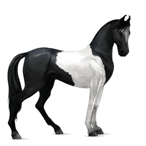 riding horse mustang black blanket 