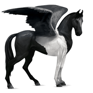 riding pegasus mustang black blanket 