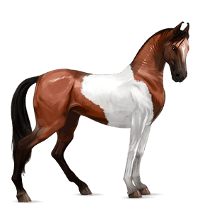 riding horse dun