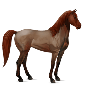 riding horse mustang cherry spotted blanket