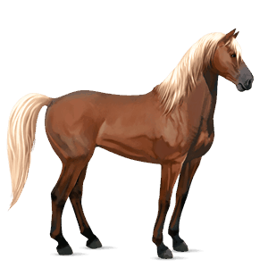 riding horse irish hunter mouse grey